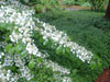 virbunum-plicatum-v-tomentosa-2