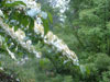 virbunum-tomentosa-mareisii