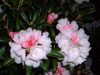 yakushimanum-2