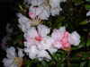 yakushimanum-4
