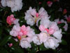 yakushimanum-5