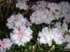 yakushimanum-7