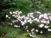 yakusimanum-plant-1