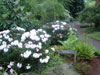 yakusimanum-plant-2