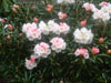 yakusimanum-plant-3