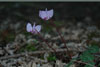 cyclamen-coum