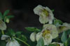 helleborus-white
