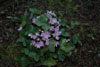 hepatica-nobilis