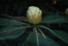 macabeanum-bud