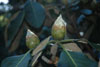macabeanum-buds