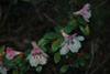 moupinense