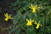 narcissus