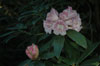 irroratum-1
