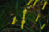 narcissus-cyclaminues