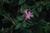 scabrifolium
