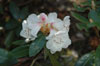 tsariense-x-lanatum