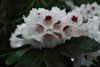 coreaceum
