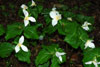 trillium-ovatum