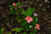 vaccineum-sikkinense