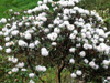 colletianum-plant