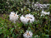 colletianum