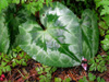 cyclamen