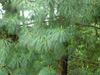 pinus-wallichii