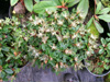 proteoides