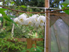 rhederodendron