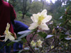 triflorum