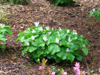 trillium