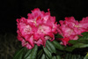 arboreum-red-3