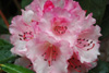 arboreum-ssp-cinnamomeum-3