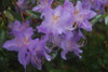 augustinii-var-chasmanthum-2