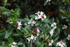 daphne-retusa