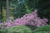 davidsonianum-plants-1