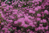 davidsonianum-plants-2