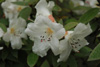 edgeworthii-2