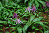 erythronium-revolutum