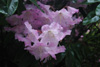 fortunei-ssp-discolor-2