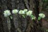 fothergilla-1