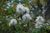 fothergilla-major