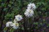 fothergilla-monticola