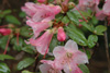 glaucophyllum-var-tubiforme