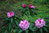 habotrichum-1