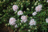 keiskei-x-davidsonianum-plant