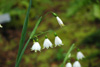 leucojum-aestivum-1