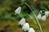 leucojum-aestivum-2