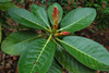 macabeanum-leaves