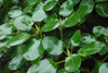 orbiculare-leaves